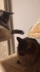 佐々木美絵ブリーダーからお迎えしたメインクーン：Lei (レイ）くん