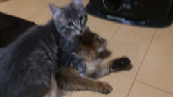 佐々木美絵ブリーダーからお迎えしたメインクーン：Lei (レイ）くん