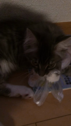 佐々木美絵ブリーダーからお迎えしたメインクーン：Lei (レイ）くん