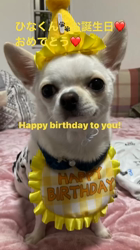 中里誠ブリーダーからお迎えしたチワワ(スムース)：ひなくんくん