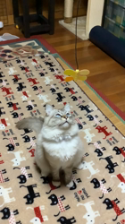吉岡寿美子ブリーダーからお迎えしたラグドール：白米くん