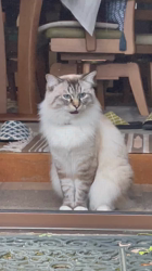 吉岡寿美子ブリーダーからお迎えしたラグドール：白米くん