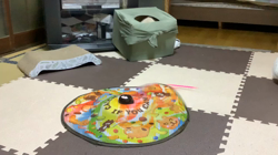 吉岡寿美子ブリーダーからお迎えしたラグドール：白米くん