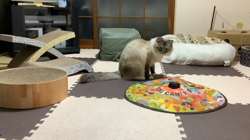 吉岡寿美子ブリーダーからお迎えしたラグドール：白米くん