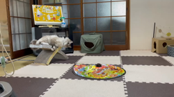 吉岡寿美子ブリーダーからお迎えしたラグドール：白米くん