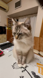 吉岡寿美子ブリーダーからお迎えしたラグドール：白米くん