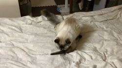 吉岡寿美子ブリーダーからお迎えしたラグドール：白米くん