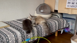 吉岡寿美子ブリーダーからお迎えしたラグドール：白米くん