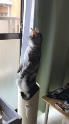 根本佳和ブリーダーからお迎えしたアメリカンショートヘア：ノヴァちゃん