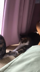 根本佳和ブリーダーからお迎えしたアメリカンショートヘア：ノヴァちゃん