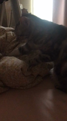 根本佳和ブリーダーからお迎えしたアメリカンショートヘア：ノヴァちゃん