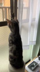 根本佳和ブリーダーからお迎えしたアメリカンショートヘア：ノヴァちゃん