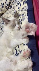 高橋信喜ブリーダーからお迎えしたラグドール：テオくん