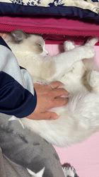 高橋信喜ブリーダーからお迎えしたラグドール：テオくん