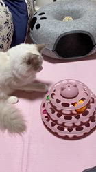 高橋信喜ブリーダーからお迎えしたラグドール：テオくん