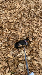 幸野珠里ブリーダーからお迎えしたミニチュアダックスフンド(スムース)：ハルちゃん