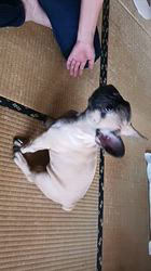 渡部武ブリーダーからお迎えしたフレンチブルドッグ：ピースくん