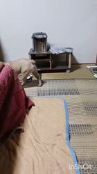 渡部武ブリーダーからお迎えしたフレンチブルドッグ：ピースくん