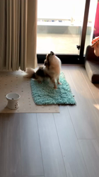 上田良子ブリーダーからお迎えしたチワワ(ロング)：ティムくん