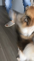 上田良子ブリーダーからお迎えしたチワワ(ロング)：ティムくん