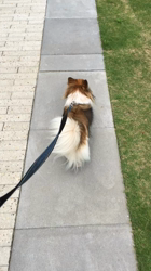 上田良子ブリーダーからお迎えしたチワワ(ロング)：ティムくん