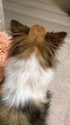 上田良子ブリーダーからお迎えしたチワワ(ロング)：ティムくん