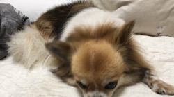 上田良子ブリーダーからお迎えしたチワワ(ロング)：ティムくん