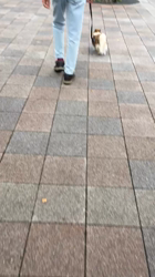 上田良子ブリーダーからお迎えしたチワワ(ロング)：ティムくん