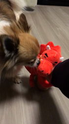 上田良子ブリーダーからお迎えしたチワワ(ロング)：ティムくん