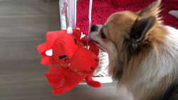 上田良子ブリーダーからお迎えしたチワワ(ロング)：ティムくん