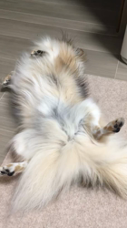 上田良子ブリーダーからお迎えしたチワワ(ロング)：ティムくん