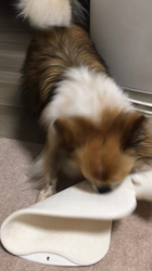 上田良子ブリーダーからお迎えしたチワワ(ロング)：ティムくん