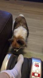 上田良子ブリーダーからお迎えしたチワワ(ロング)：ティムくん