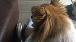 上田良子ブリーダーからお迎えしたチワワ(ロング)：ティムくん