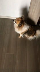 上田良子ブリーダーからお迎えしたチワワ(ロング)：ティムくん