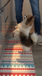 上田良子ブリーダーからお迎えしたチワワ(ロング)：ティムくん