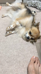 上田良子ブリーダーからお迎えしたチワワ(ロング)：ティムくん