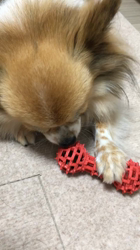 上田良子ブリーダーからお迎えしたチワワ(ロング)：ティムくん