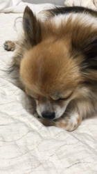 上田良子ブリーダーからお迎えしたチワワ(ロング)：ティムくん