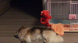 上田良子ブリーダーからお迎えしたチワワ(ロング)：ティムくん