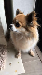 上田良子ブリーダーからお迎えしたチワワ(ロング)：ティムくん