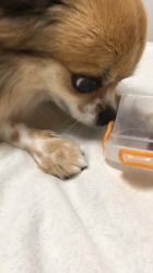 上田良子ブリーダーからお迎えしたチワワ(ロング)：ティムくん