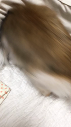 上田良子ブリーダーからお迎えしたチワワ(ロング)：ティムくん