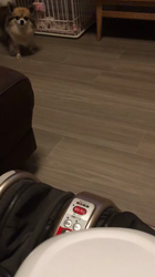 上田良子ブリーダーからお迎えしたチワワ(ロング)：ティムくん