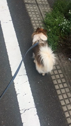 上田良子ブリーダーからお迎えしたチワワ(ロング)：ティムくん