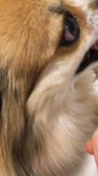 上田良子ブリーダーからお迎えしたチワワ(ロング)：ティムくん