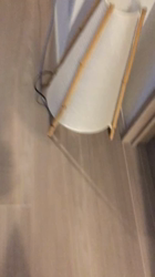 上田良子ブリーダーからお迎えしたチワワ(ロング)：ティムくん