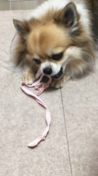 上田良子ブリーダーからお迎えしたチワワ(ロング)：ティムくん