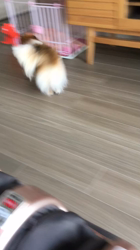 上田良子ブリーダーからお迎えしたチワワ(ロング)：ティムくん