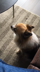 上田良子ブリーダーからお迎えしたチワワ(ロング)：ティムくん